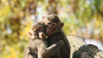 Das Tierkreiszeichen Affe im chinesichen Horoskop | Foto: © istockphoto.com
