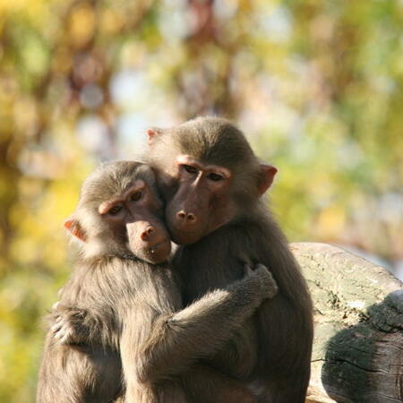 Das Tierkreiszeichen Affe im chinesichen Horoskop | Foto: © istockphoto.com