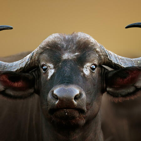Der Erde - Büffel im chineschen Horoskop | Foto: (c) JohanSwanepoel - stock.adobe.com