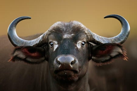 Der Erde - Büffel im chineschen Horoskop | Foto: (c) JohanSwanepoel - stock.adobe.com