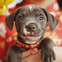 Chinesisches Horoskop Hund 2025