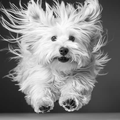 Chinese Horoscope Dog 2025