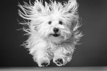 Chinese Horoscope Dog 2025