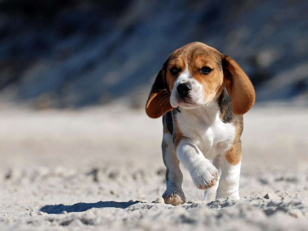 Das chinesische Sternzeichen Hund | Foto: © Waldemar Dąbrow - Fotolia.com Das chinesische Sternzeichen Hund | Foto: © Waldemar Dąbrow - Fotolia.com