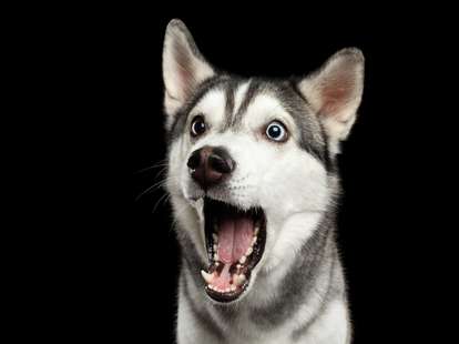Der Metall - Hund im chinesischen Horoskop | Foto: (c) seregraff - stock.adobe.com