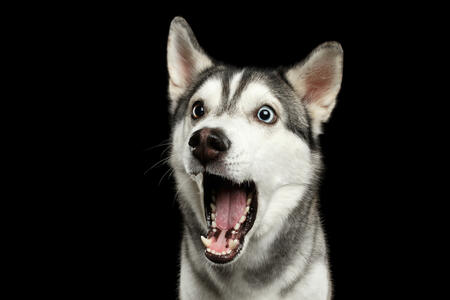 Der Metall - Hund im chinesischen Horoskop | Foto: (c) seregraff - stock.adobe.com