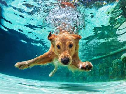 Der Wasser - Hund in der chinesischen Astrologie | Foto: (c) Tropical studio - stock.adobe.com