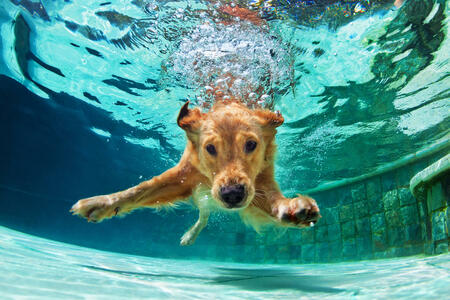 Der Wasser - Hund in der chinesischen Astrologie | Foto: (c) Tropical studio - stock.adobe.com