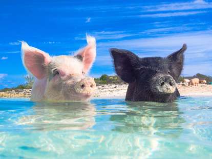 Das Jahr des Erd-Schweins 2019  | Foto: (c) zach - stock.adobe.com