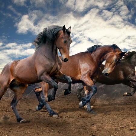 Das Pferd im chinesischen Horoskop < Foto: (c) SashaS - stock.adobe.com