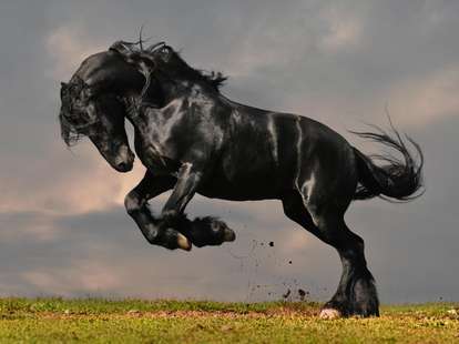 Das Feuer - Pferd im chinesischen Horoskop | Foto: (c) Viktoria Makarova - stock.adobe.com