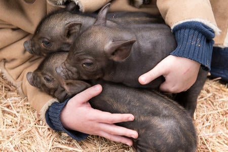 Das Holz - Schwein im chinesischen Horoskop | Foto: (c) galitsin - stock.adobe.com  