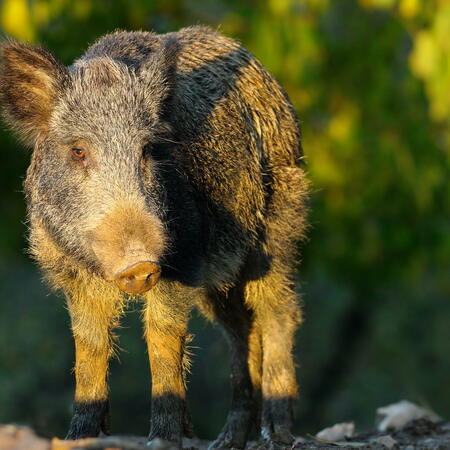Das Erde - Schwein im chinesischen Horoskop | Foto: (c) taviphoto - stock.adobe.com