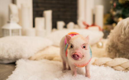 Das Feuer - Schwein im chinesischen Horoskop | Foto: (c)  Александра Вишнева - stock.adobe.com