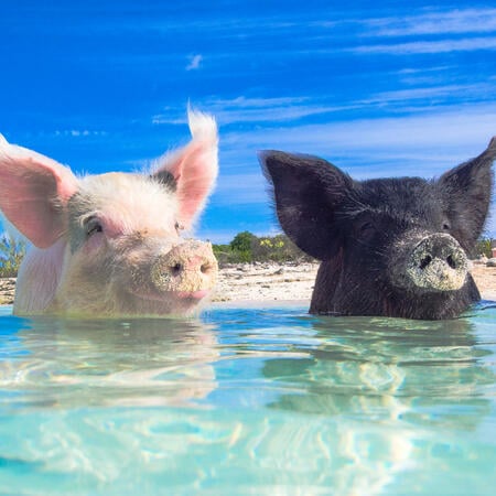 Das Wasser - Schwein im chinesischen Horoskop | Foto: (c) zach - stock.adobe.com