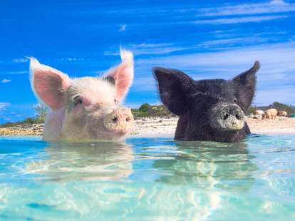 Das Wasser - Schwein im chinesischen Horoskop | Foto: (c) zach - stock.adobe.com