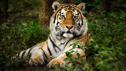Chinesische Sternzeichen Tiger (Foto: © iStockphoto.com/Zocha_K)