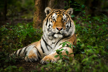 Chinesische Sternzeichen Tiger (Foto: © iStockphoto.com/Zocha_K)