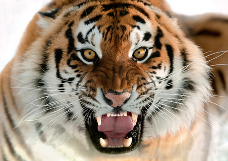 Der Feuer Tiger im chinesischen Horoskop | Foto: (c) Uryadnikov Sergey - stock.adobe.com