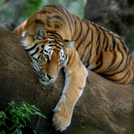 Der Holz - Tiger im chinesischen Horoskop | Foto: (c) Ivan Tonev - stock.adobe.com