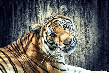 Der Metall - Tiger im chinesischen Horoskop | Foto: (c) Netfalls - stock.adobe.com