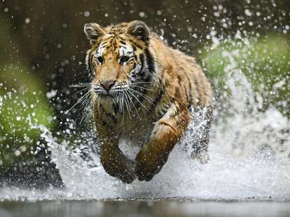 Der Wasser - Tiger im chinesischen Horoskop | Foto: (c) David - stock.adobe.com