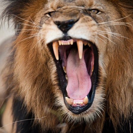 Löwen sind geborenen Anführer, ihr Element ist das Feuer. | Foto: © edan - stock.adobe.com