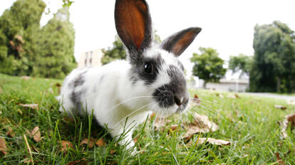 Das chinesische Sternzeichen Hase | Foto: © SQUAMISH - istockphoto.com