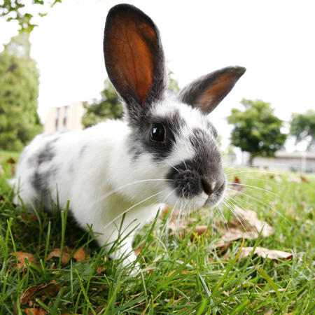 Das chinesische Sternzeichen Hase | Foto: © SQUAMISH - istockphoto.com
