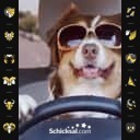 Glückshund der Woche