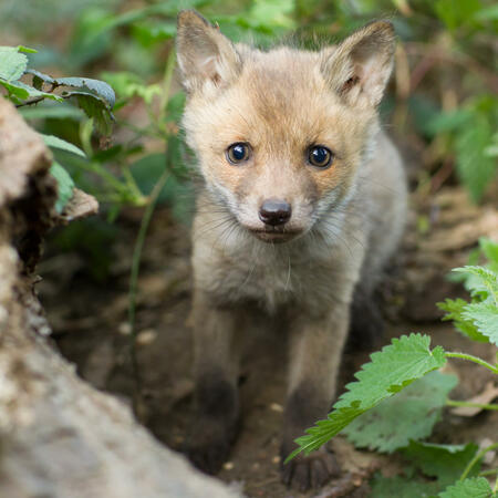 Glücksfuchs der Woche 11, 2025
