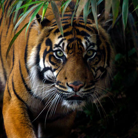 Jahr des Tigers 2022