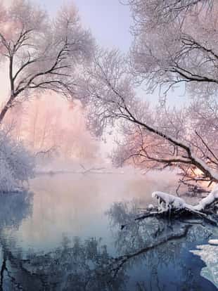 Bright winter landscape with hoarfrost everywhere. Mostly calm winter river, surrounded by trees covered with hoarfrost and snow that falls on a beautiful pink morning light. Magnificent winter landscape in pink tones, with a river and trees, wrapped in hoarfrost.