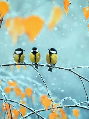 portrait of three cute birds Tits in the Park sitting on a branch among bright autumn foliage during a snowfall