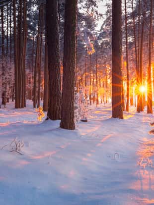 Winter forest. Christmas sunrise in snowy forest. Christmas holiday background. Winter landscape with rising sun.
