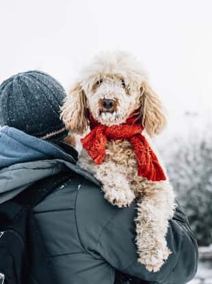 Happy pet and his owner having fun in the snow in winter holiday season. Winter holiday emotion. Man holding cute puddle dog with red scarf. Film filter image.