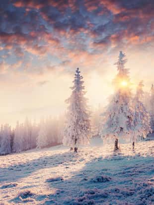 Impressive winter morning in Carpathian mountains with snow covered fir trees. Colorful outdoor scene, Happy New Year celebration concept. Artistic style post processed photo.