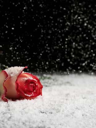 Beautiful rose in snow on table against black background, space for text