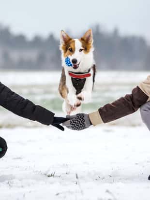 Süßer Hund springt über die Arme von einem Pärchen, Spaß im Schnee