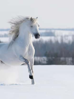 White stallion galloping on snow field