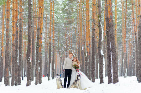 Cheerful newlyweds walks on the trail in the snowy forest with two siberian dogs. Winter wedding. Artwork. Copy space