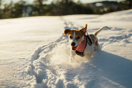 Close up shot of a dog happily playing on in the snow on the mountain