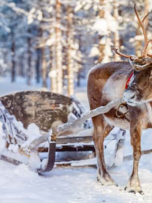 Reindeers in a winter forest in Finnish Lapland