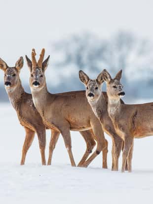 Roe deer family in winter. Group of deer in snow covered country. Wild animals with snowy trees on background.