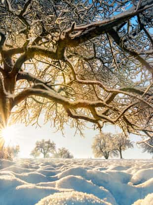 Winter rural landscape with the sun shining behind a beautiful snow-covered tree on a field, with blue sky