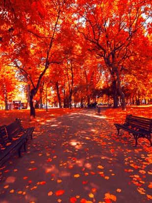 Autumn landscape of trees and leafs. Autumn view of a park in Belgrade, Serbia