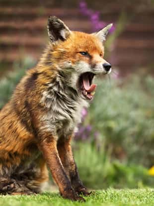 Close up of a Red fox yawning, UK.