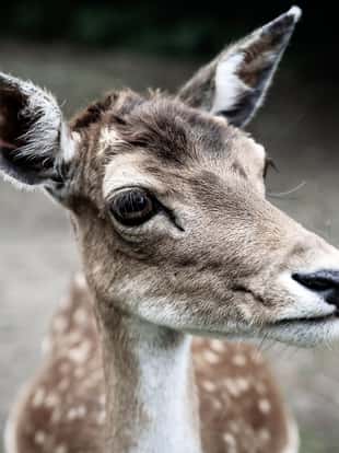 Sad deer close-up