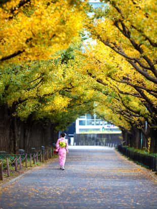 Woman in kimono walking along an avenue lined with ginkgo trees