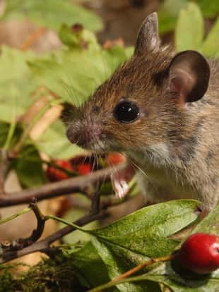 Young Wood mouse sitting amongst leaves and hawthorn berries looking left